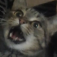 Shigelt
