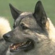 Lorddog