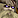 IconSmall_Necromancer.gif