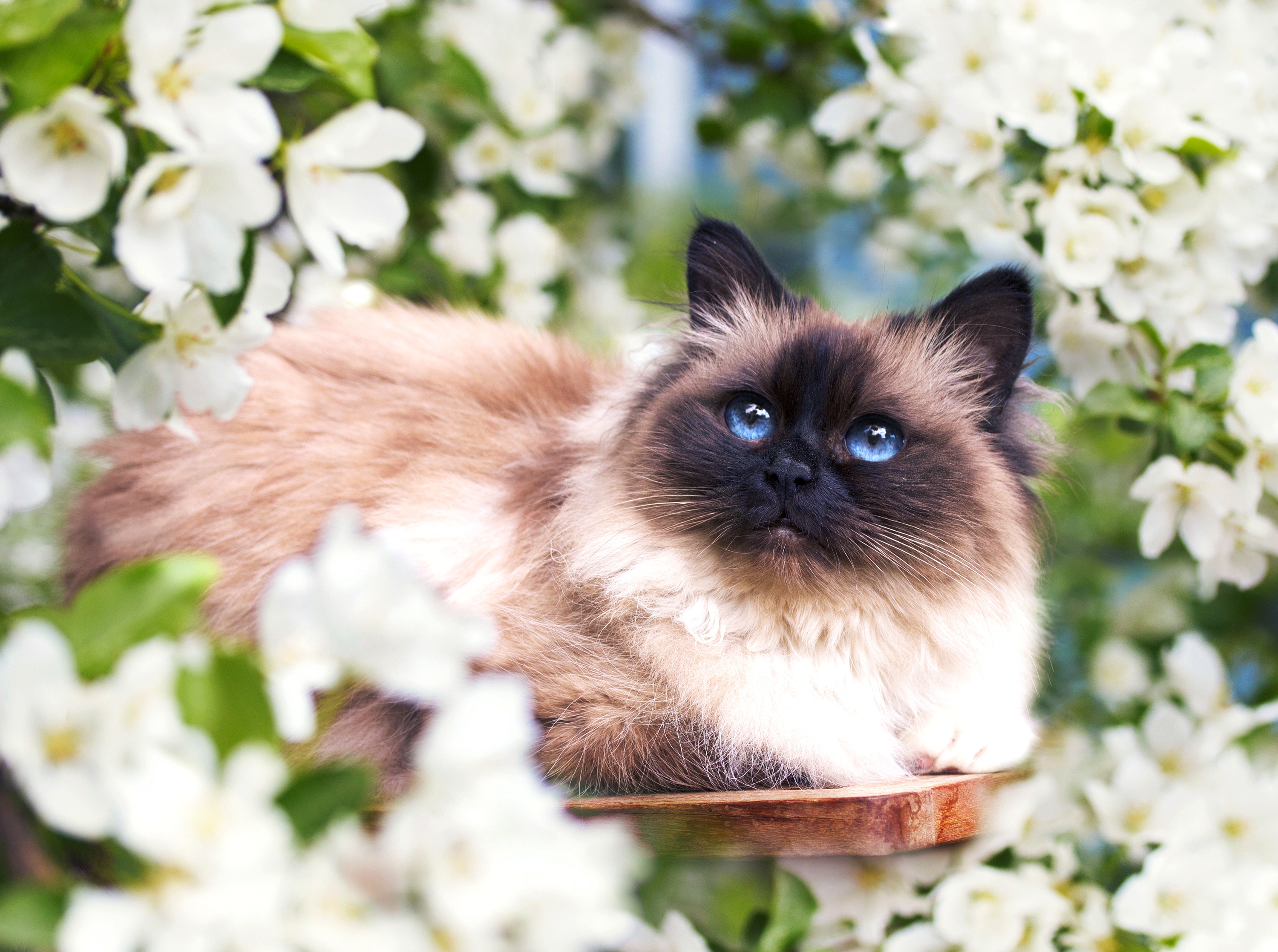 2018Animals___Cats_Beautiful_blue-eyed_Siamese_cat_in_white_flowers_130436_.jpg